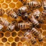 Beekeeping Benefits to Farmer & Ecosystem