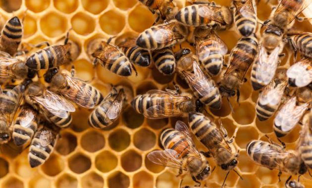 BEEKEEPING - Definição e sinônimos de beekeeping no dicionário inglês