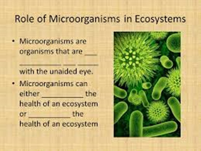 The Role of Microorganisms in Our Ecosystem